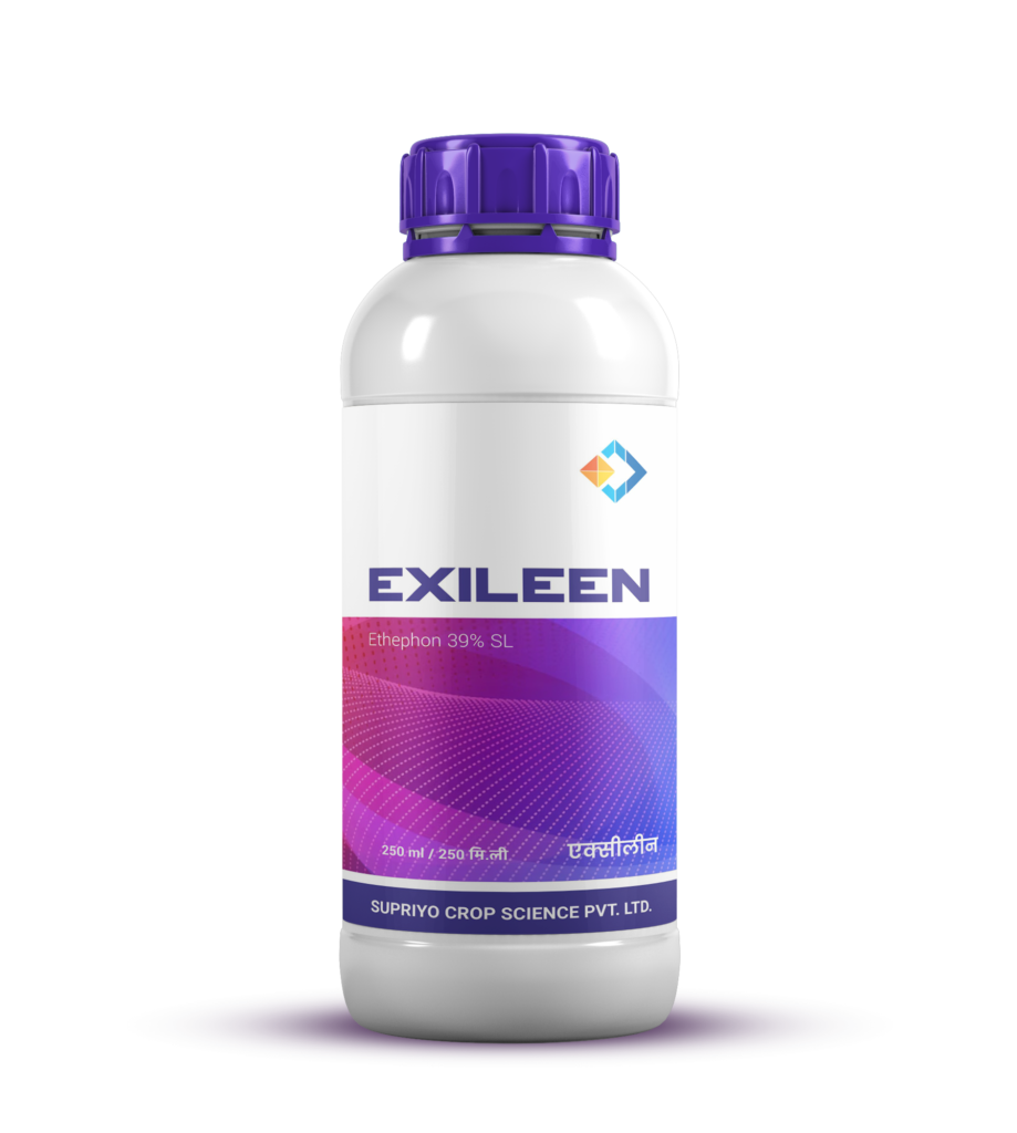 EXILEEN