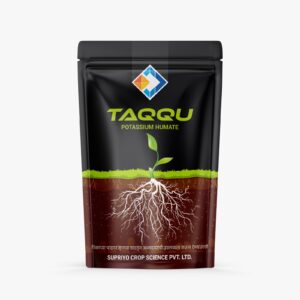 TAQQU