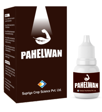 PAHELWAN