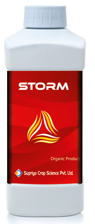 STORM
